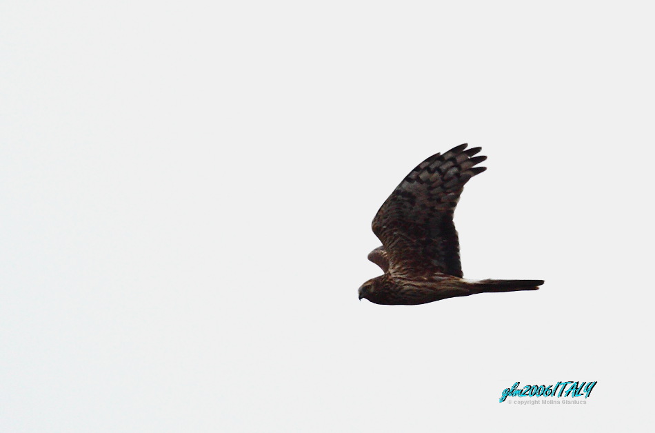 Albanella reale in volo